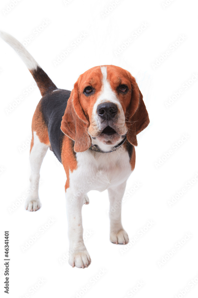 beagle dog on white background 