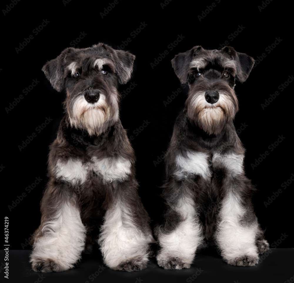 Miniature schnauzer puppies