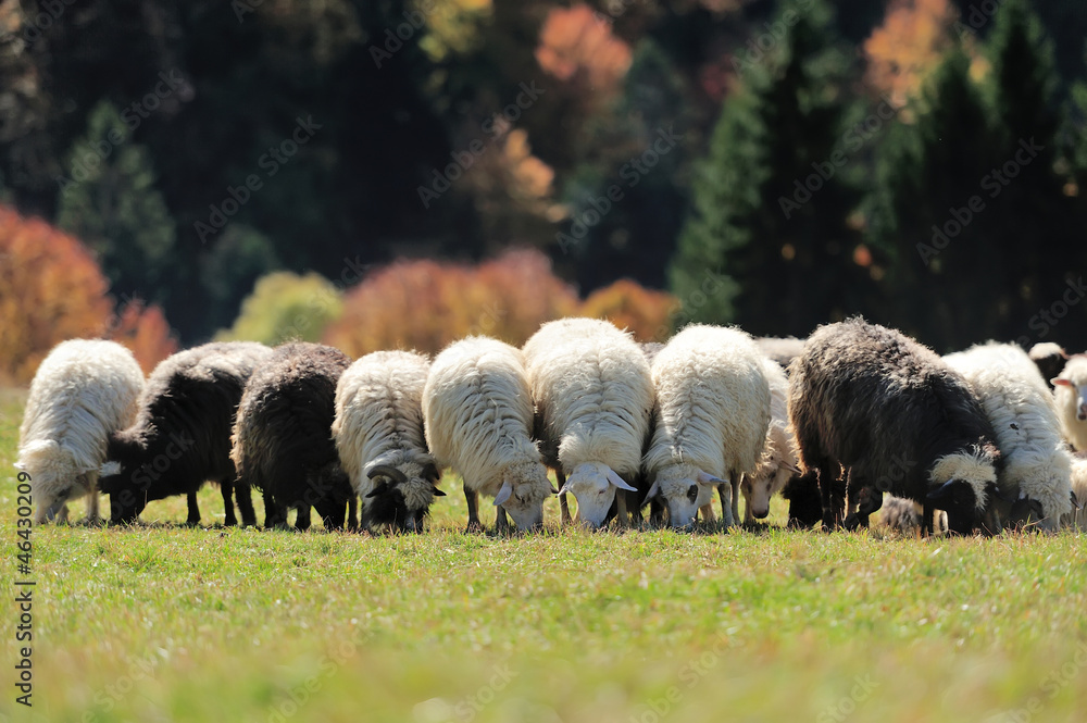 Sheep on a field