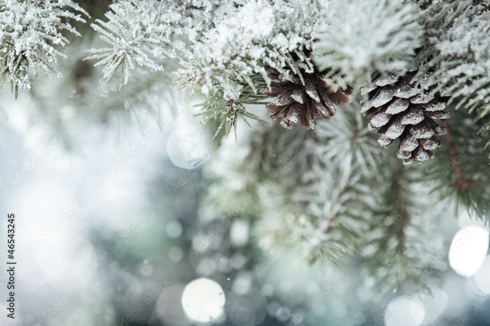 Fir branch on snow