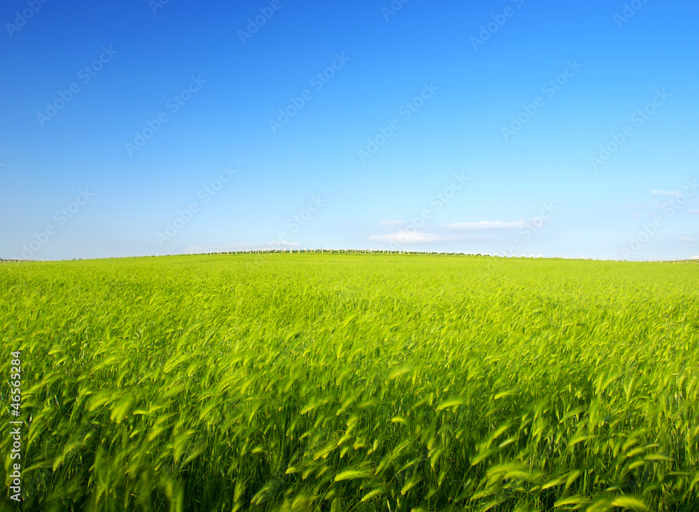 明亮的草地和天空。清新的夏季构图