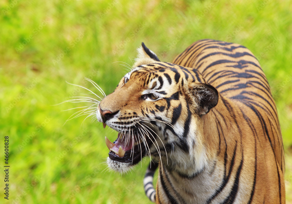 Royal Bengal tiger