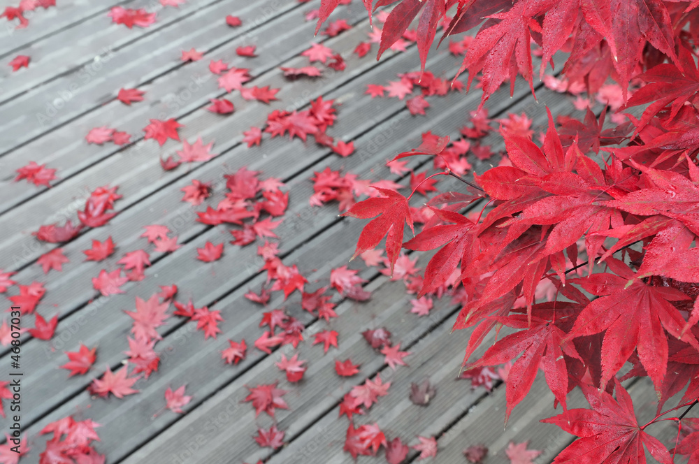 feuilles dérable sur terrasse en bois