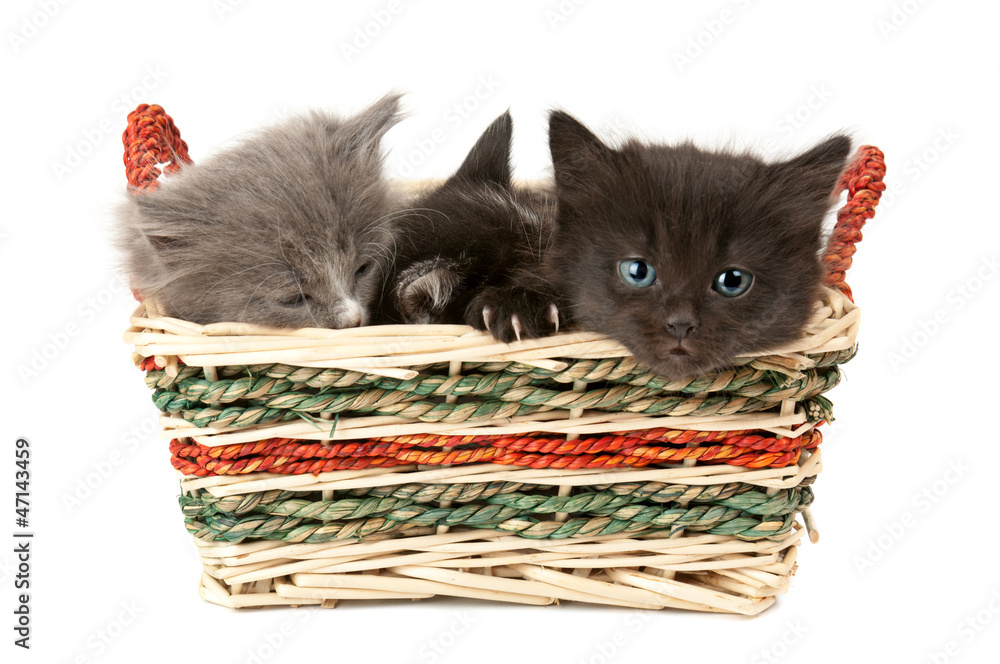 Three fluffy kittens