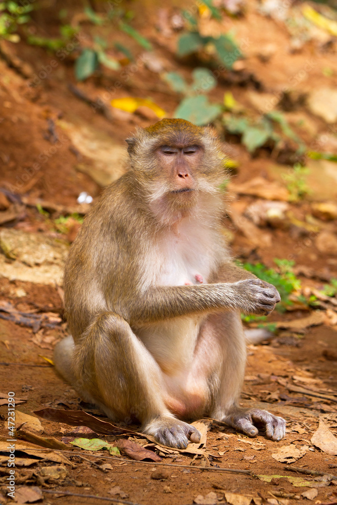 Macaque monkey in widelife, Thailand