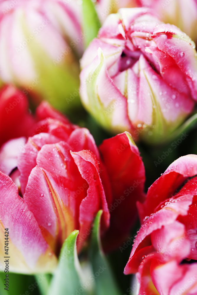 Pink tulips