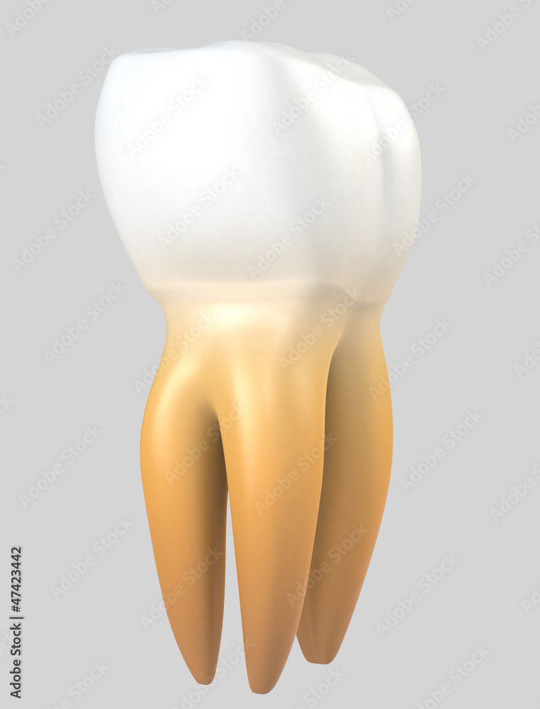 human tooth