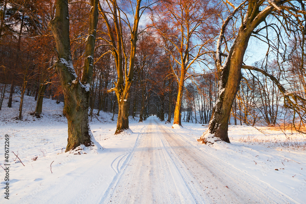 Snowy road to the forest in Poland