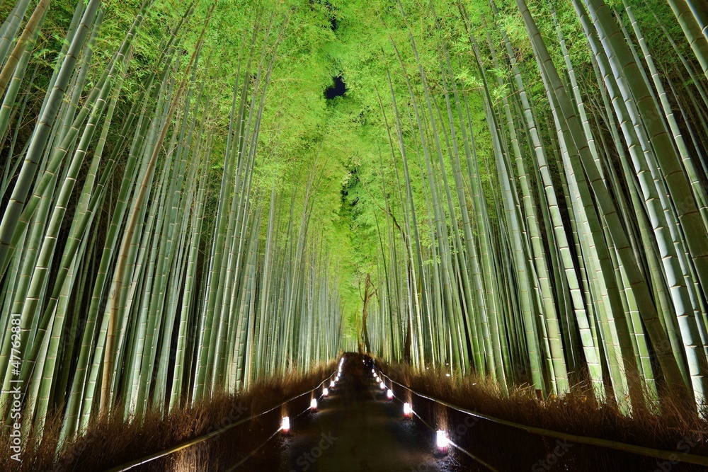 Bamboo Forest in Kyoto, Japan