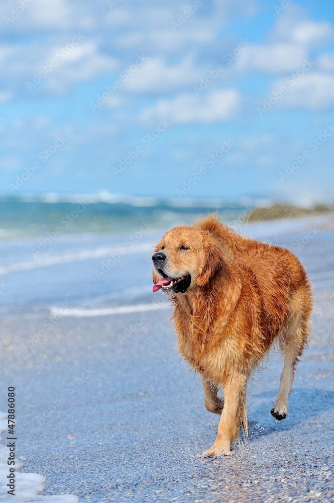 Young golden retriever running on the beach