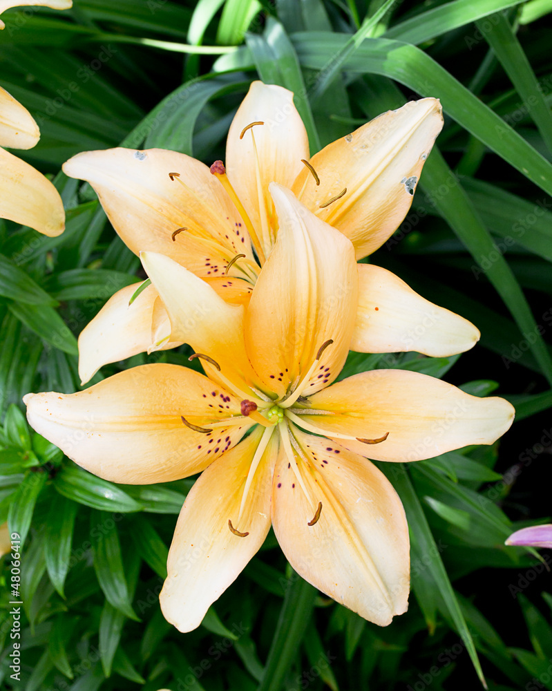 Orange lily in summer garden