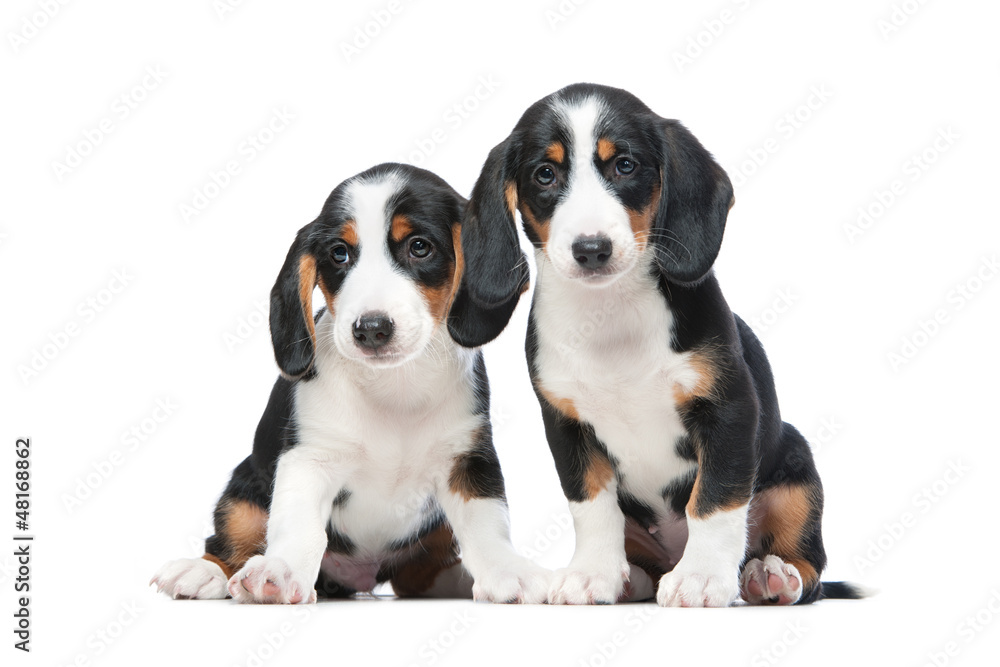 Two puppies