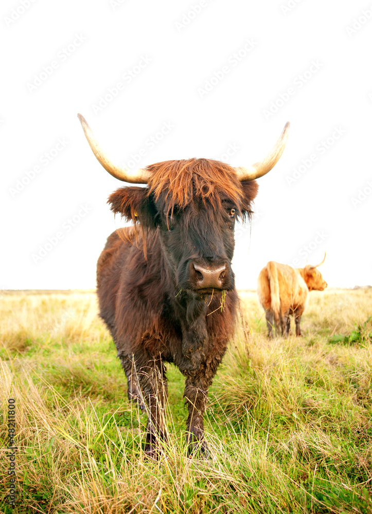 grazing scottish highland cow