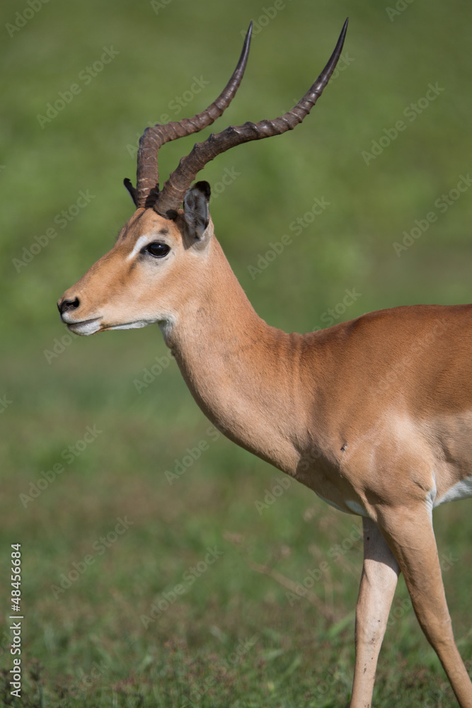 Puku in the wild savanna