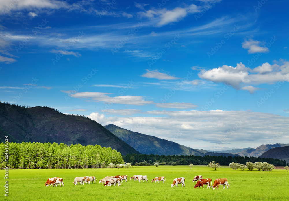 Grazing cows