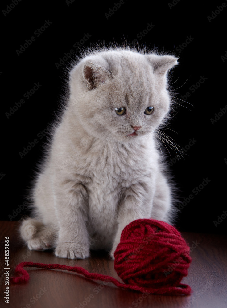 British short hair Kitten and ball of yarn