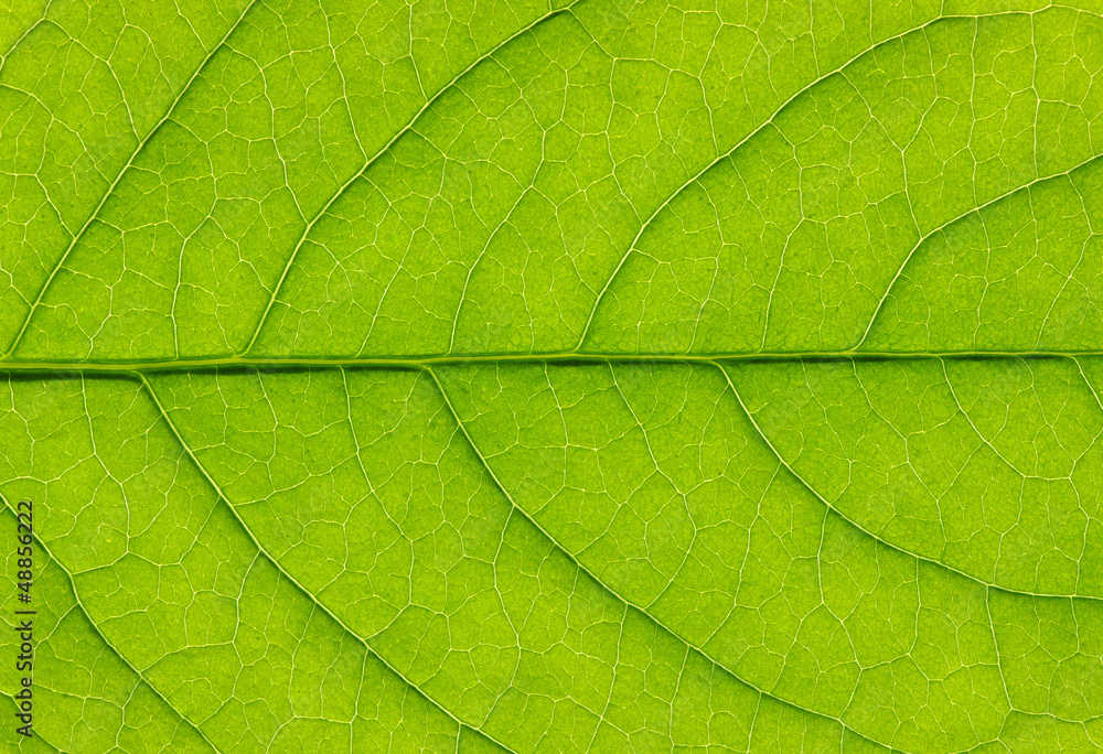 green leaf texture