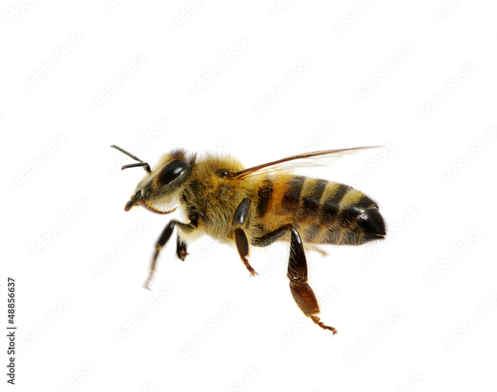 bee