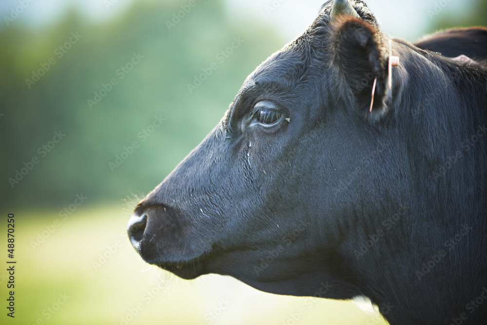 Cow in a field