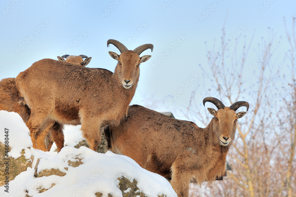 Young Alpine Ibex