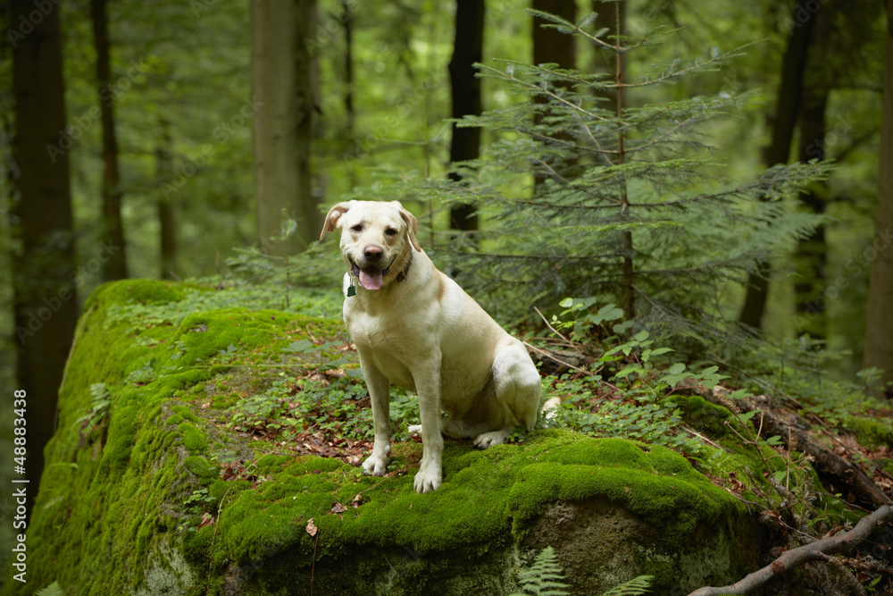 Yellow labrador retriever in deep forest.