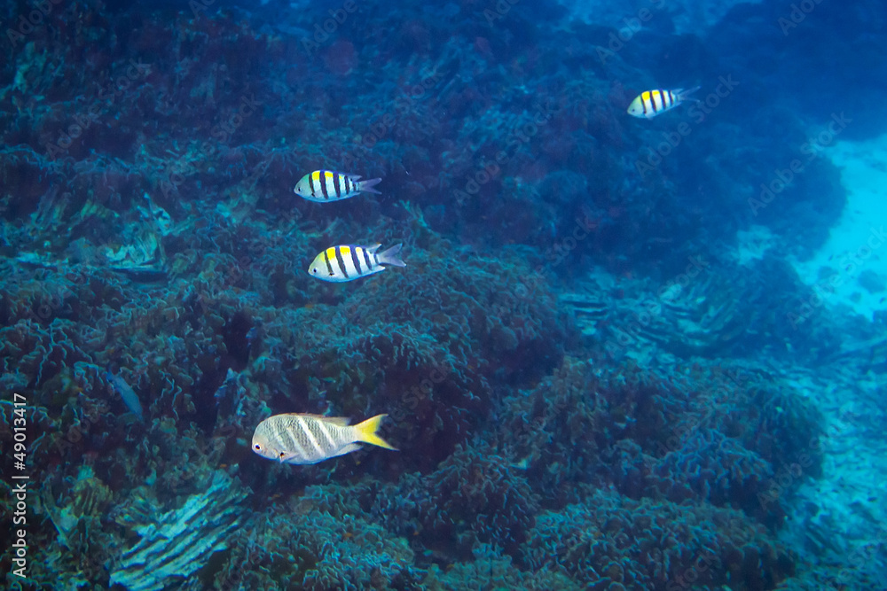 Fishes underwater in Andaman Sea of Thailand