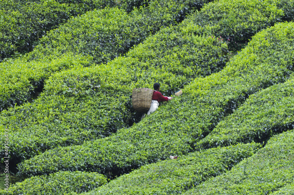 Teeernte，山茶花