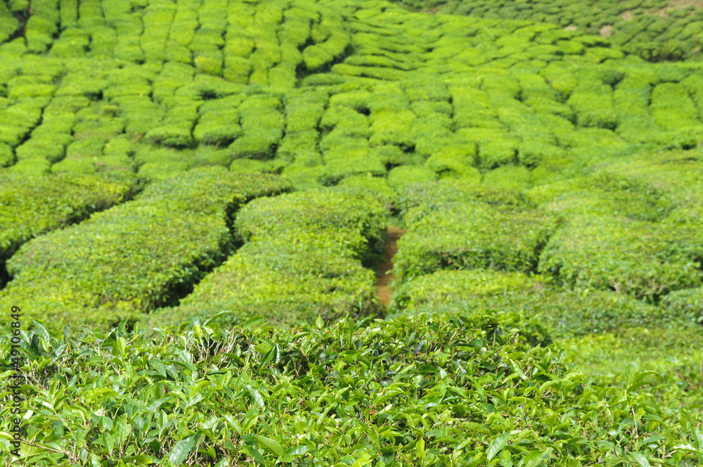 茶树，山茶