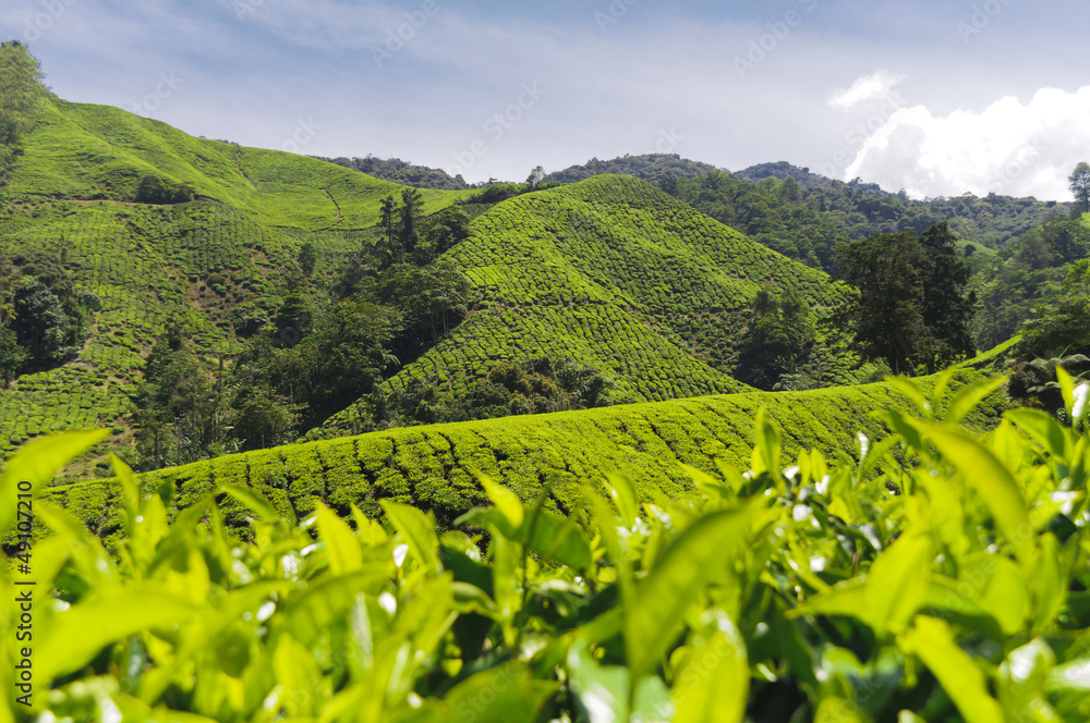 茶树，山茶