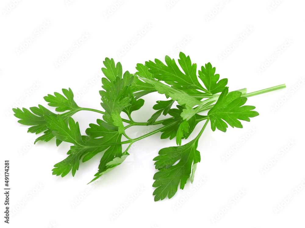 Parsley isolated on white