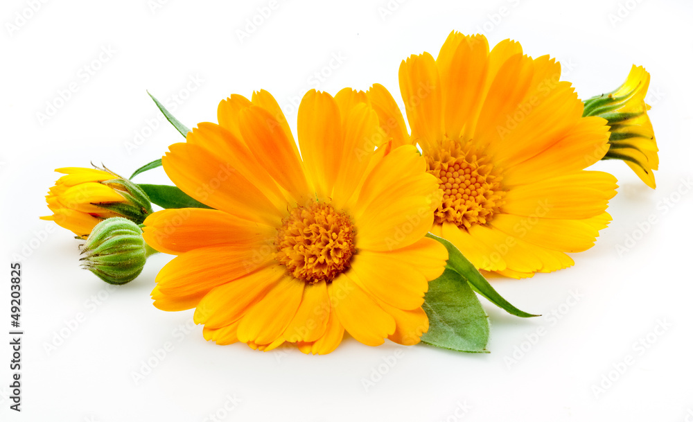 Calendula. flowers with leaves isolated on white