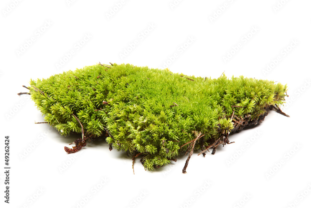 Green moss