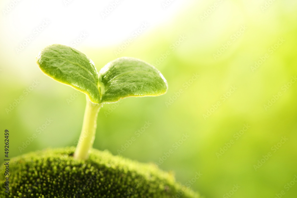 Young sprout closeup