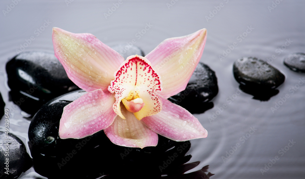 Spa Stones and Orchid Flower over Dark Background