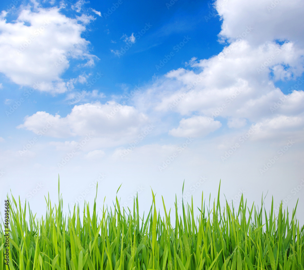 grass and white clouds