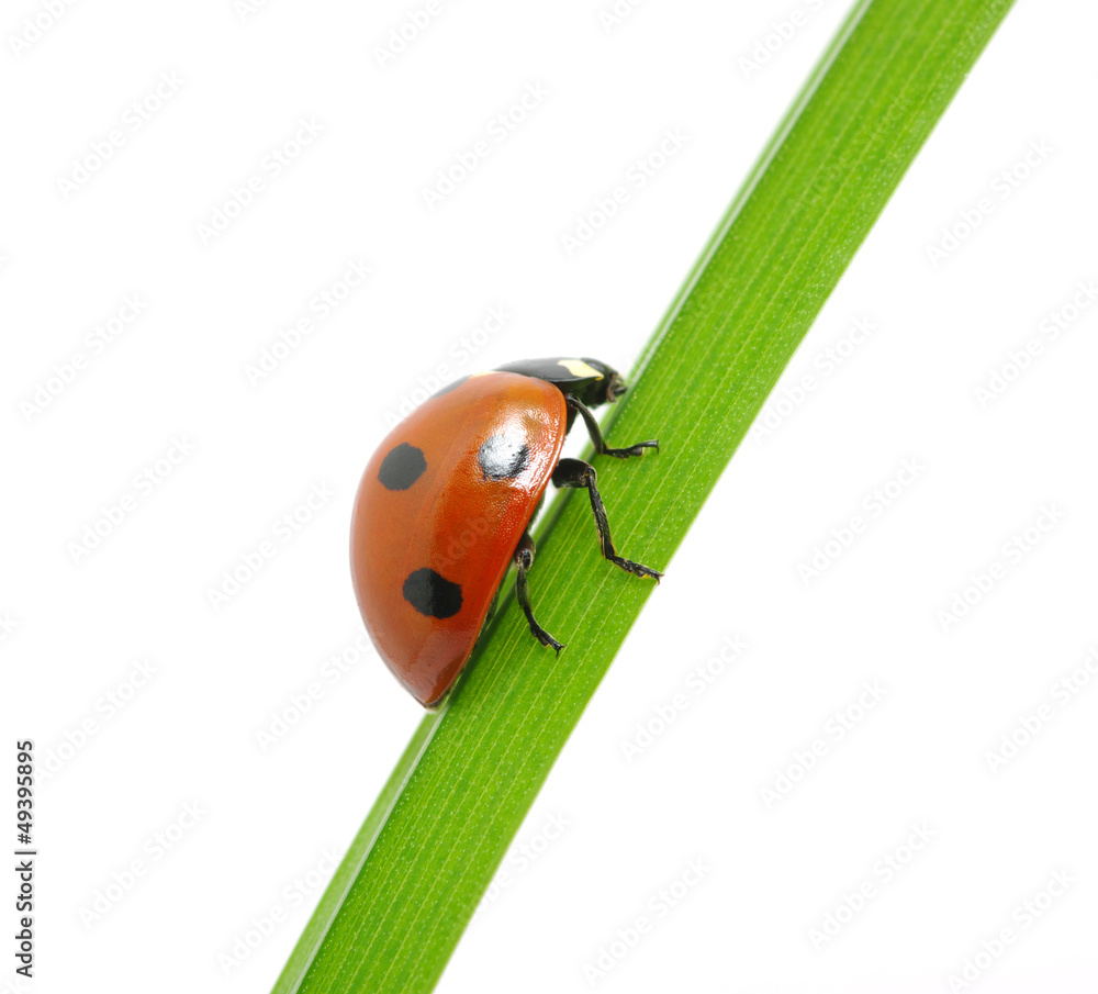 ladybug