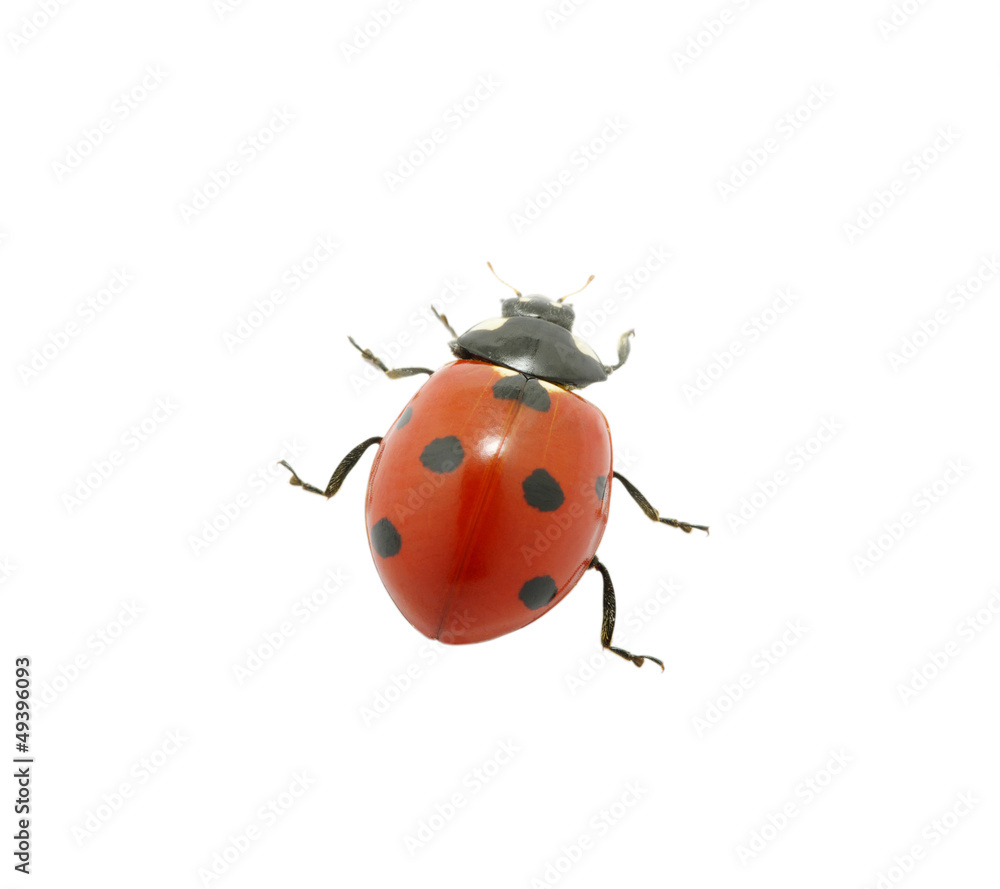 red ladybug