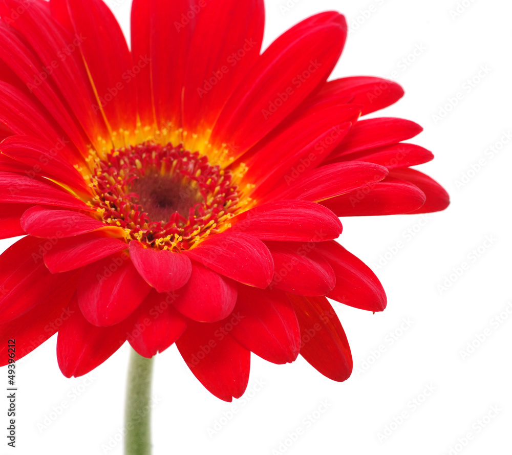 red gerbera