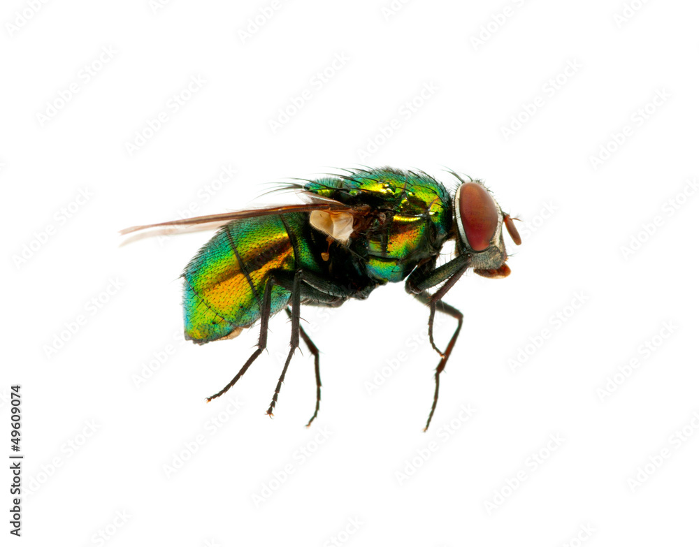 green fly