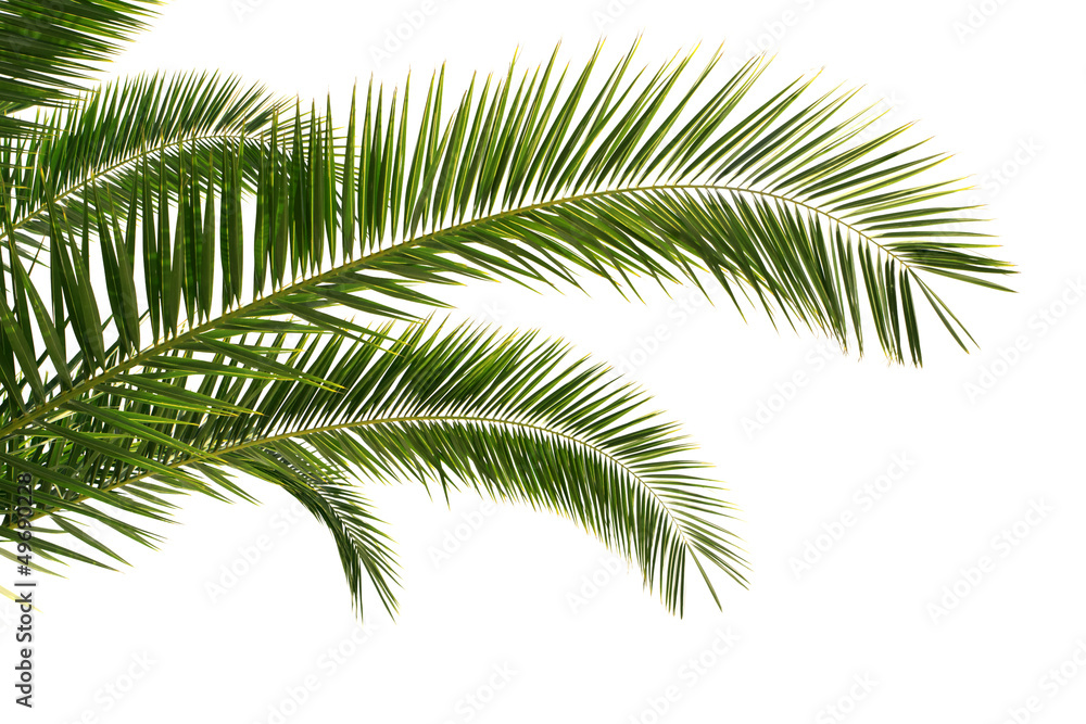 palm tree leaves isolated