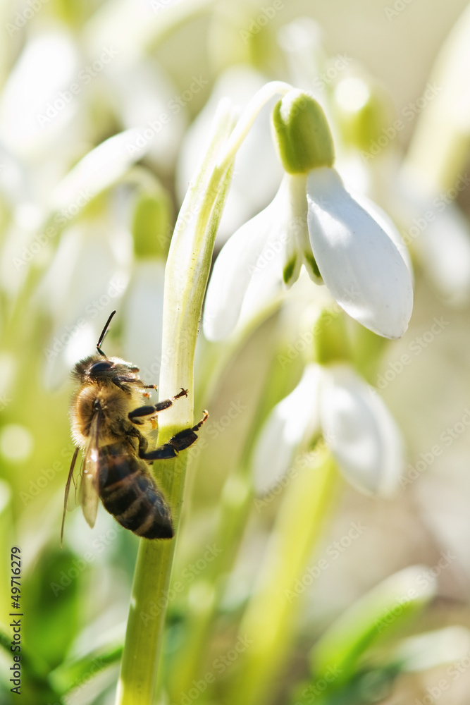 蜜蜂