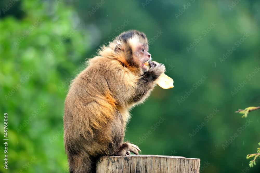 Capuchin monkey