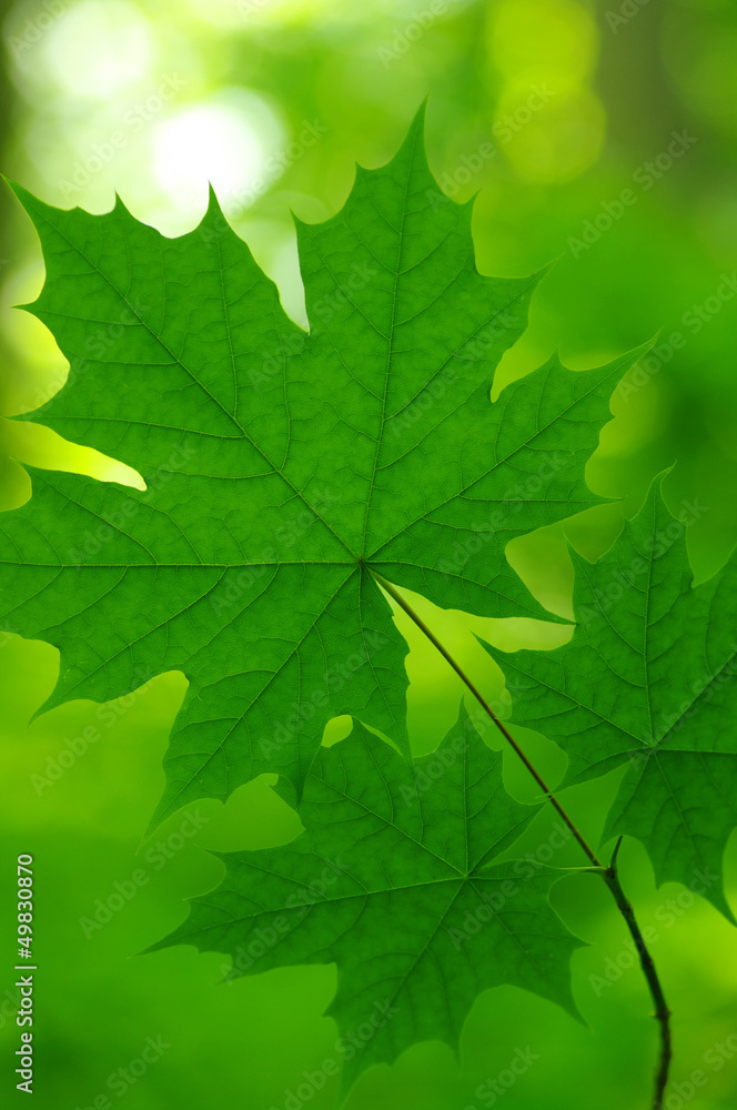 Green leaves