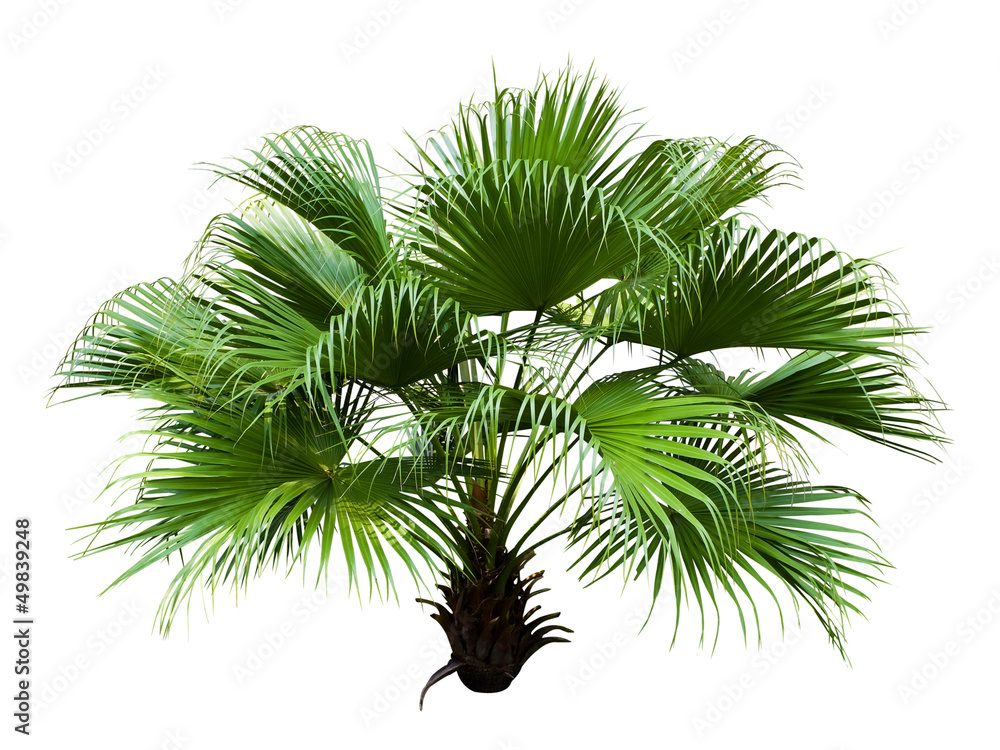 Chinese Fan Palm