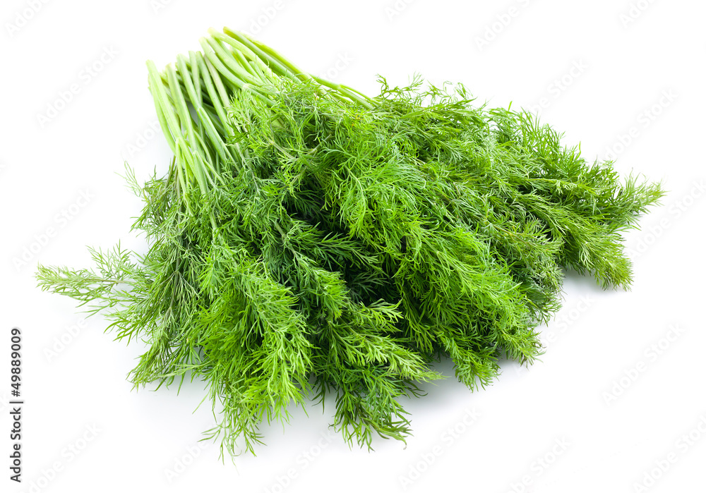 新鲜的dill