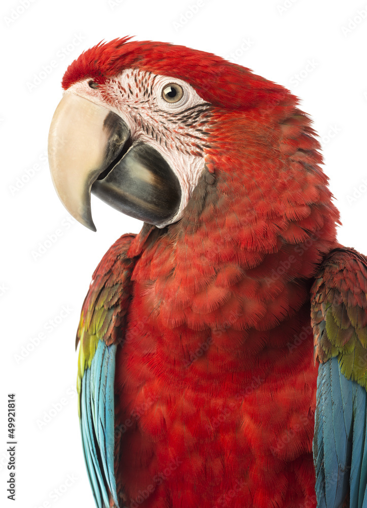 Close-up of a Green-winged Macaw, Ara chloropterus, 1 year old