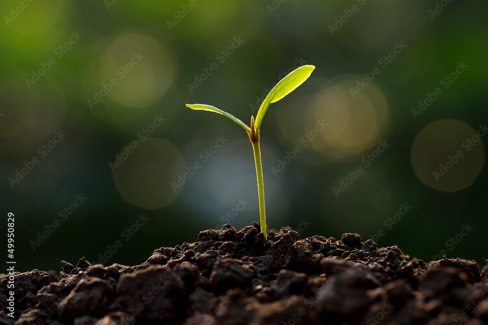 young plant in the morning light