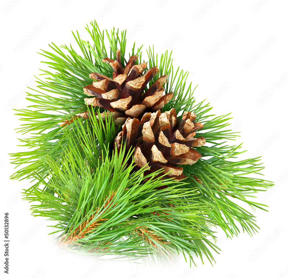 Isolated pine. Pine branch with cones isolated on white background