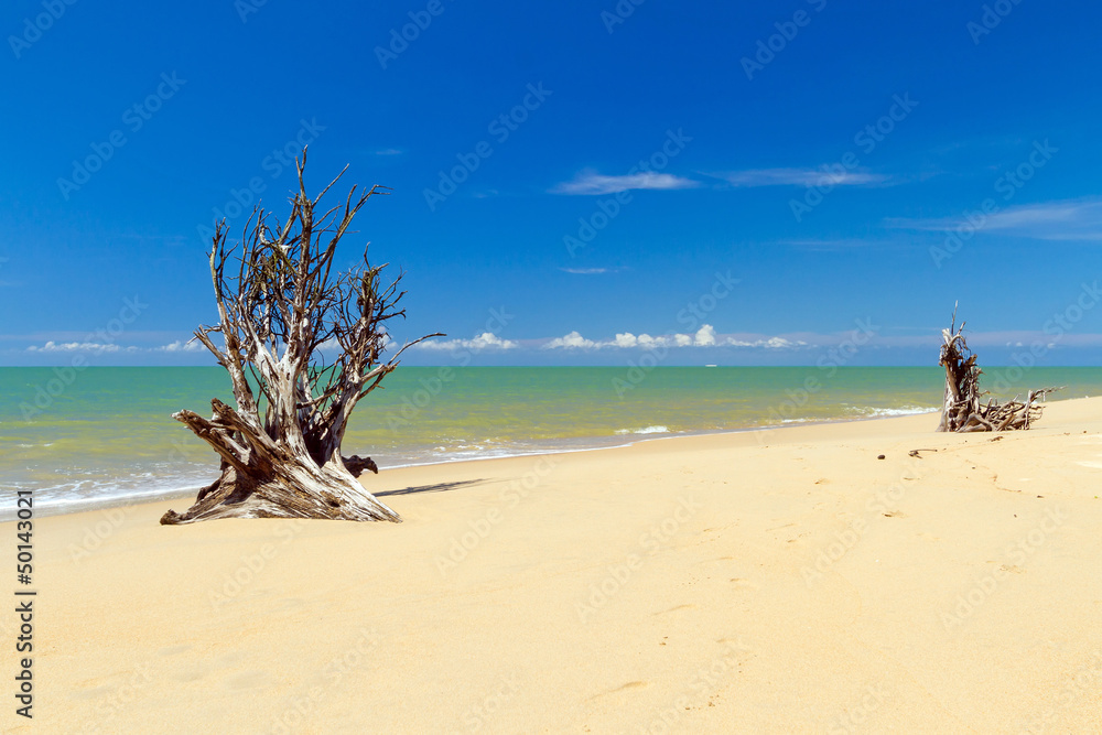 安达曼海海滩，树根被海啸摧毁