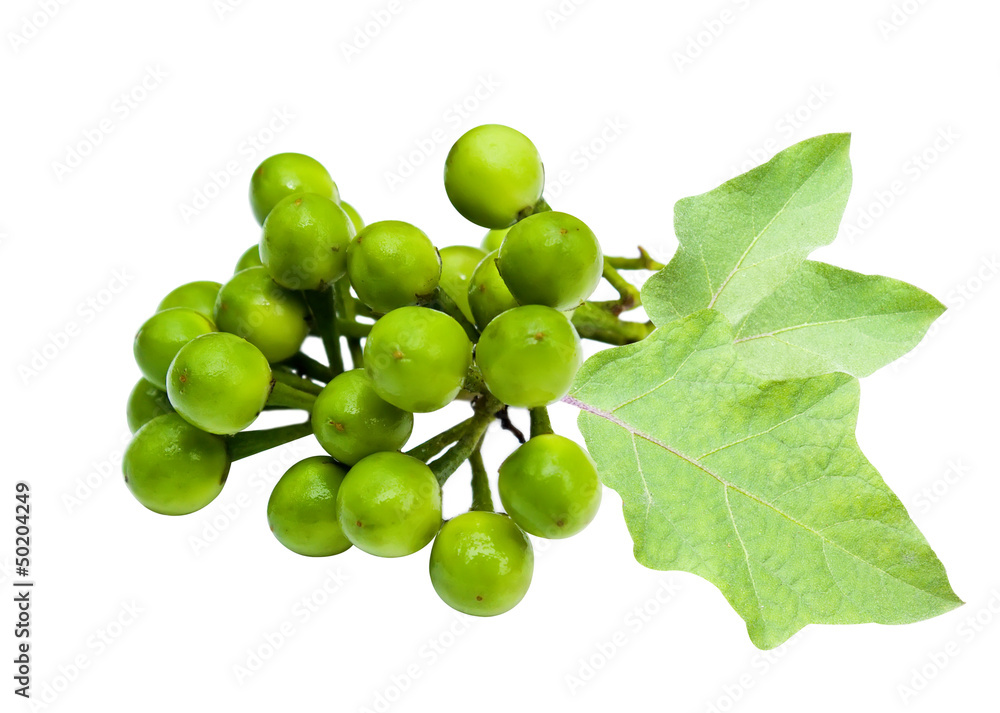 Pea Eggplant on white with leaf